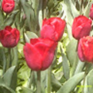 Meet your Posher, Julia